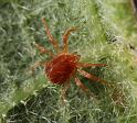 Ixodes_ricinus_D8192_Z_88_Bij afgraving_Nederland